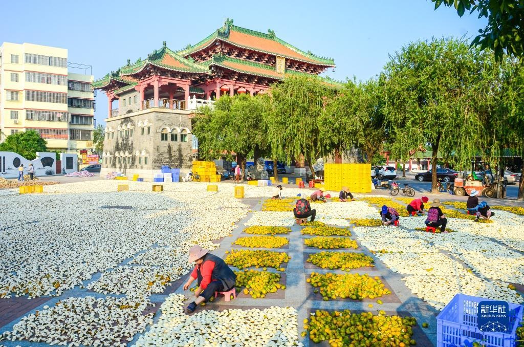 Người dân Tân Hội phơi vỏ quýt